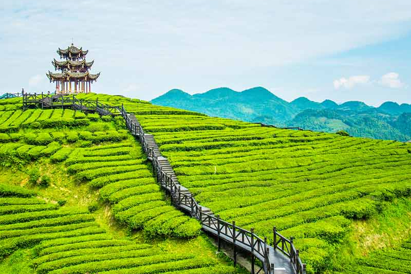 Munnar Tea Plantations